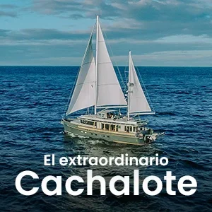 MERI – Documentary: Patagonia Explorer Cachalote